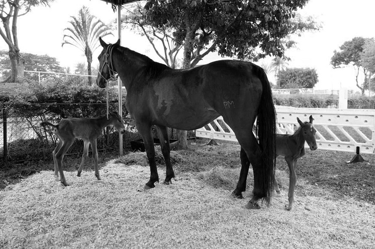 pmdfoficial's tweet photo. #PMDF lamenta morte de um dos filhotes dos cavalos Monalisa e Destemido

O potrinho nasceu prematuro de uma gestação rara de equinos e era da raça BH (Brasileiro de Hipismo). A causa da morte foi insuficiência hepática equina.

#RPMon #Cavalos #Equinos #Potrinho https://t.co/QiX3N49bhQ