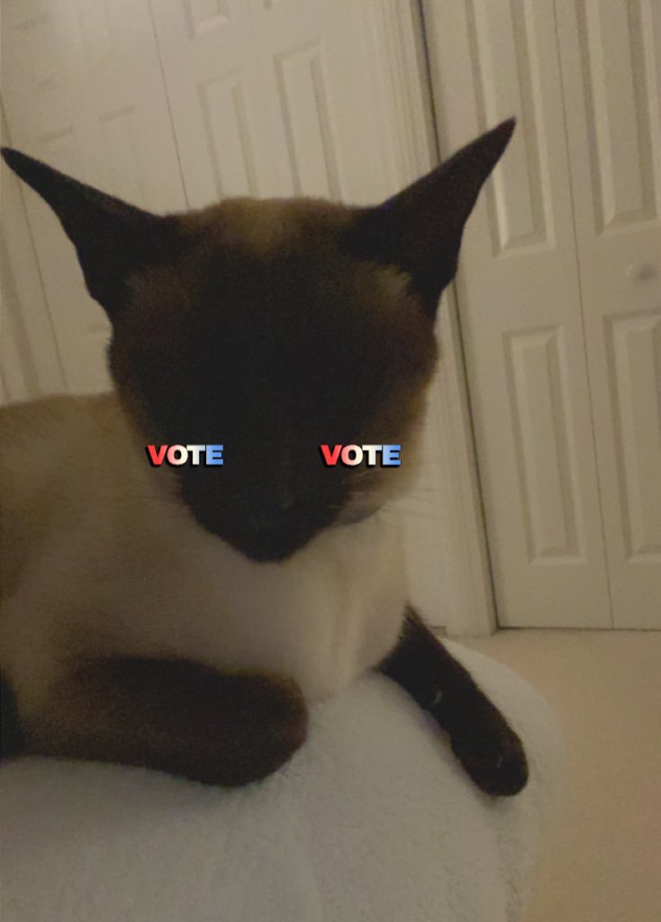 SlimJimDaCat's tweet photo. Slim Jim says #VOTE #CatsOfTwitter #2020Elections https://t.co/Whed5jdzkN