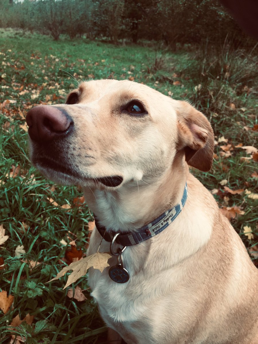 Hello there beautiful boy! #RescueDogs