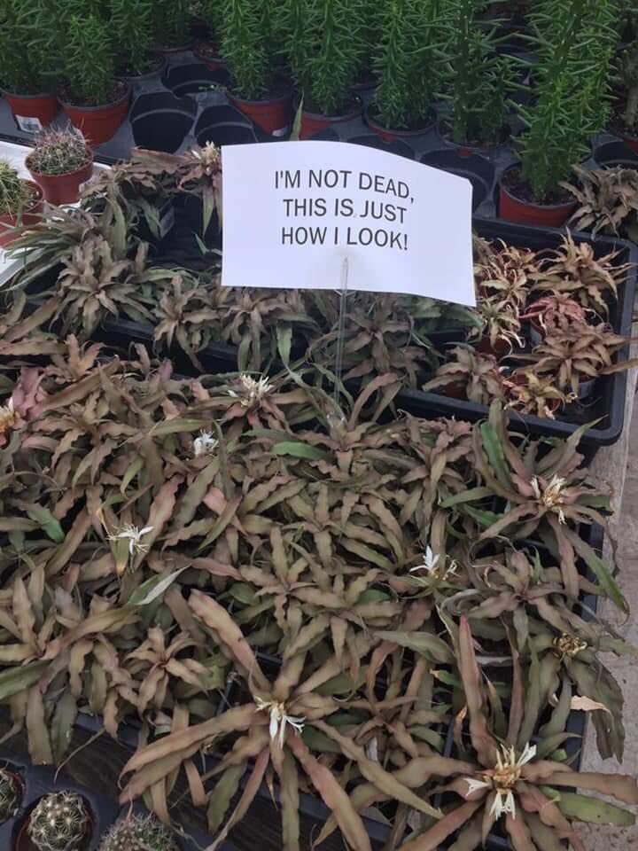 I relate to this plant on a spiritual level