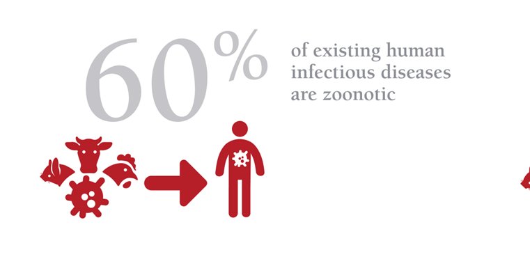  #DidYouKnow that 60% of infectious diseases are zoonotic?  #OneHealthDay Source:  https://www.oie.int/en/for-the-media/onehealth