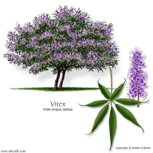Entissar_91's tweet photo. @AbdelDevkm @GardenIbrahim بنات عم من نفس العائلة متشابهين بالزهر لاكن الورق مختلف.
فيتكس (vitex trifolia) منها: الأخضر، والأخضر  بالصيف أسفل الورقة أبيض شاحب، وبالشتاء أسفل الورقة أُرجواني.
كف مريم (vitex agnus-castus) ورقها رمحي نحيل ومتقاربة من بعضها كنها كف يد. https://t.co/VBpSv00fCF
