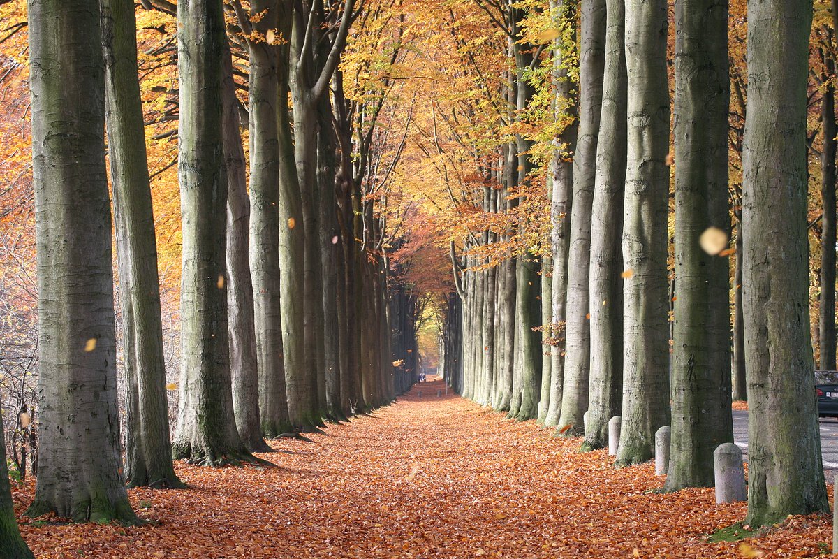 Orgh07's tweet photo. #fag #forest #RNP #România https://t.co/xclfy6y4uR