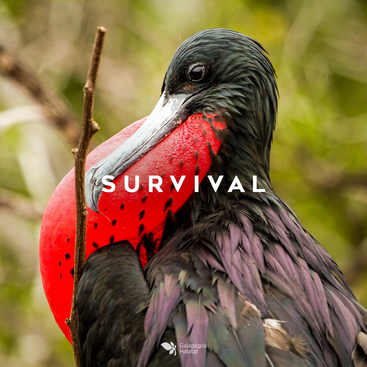 Frigates cannot wet their wings with sea water, so they obtain their food in a very acrobatic way and stealing it from others in the air, therefore they are a symbol of survival.
.
.
#ecuadorawaitsyou #travel #nature #traveling #galapagos #discoverecuador #galapagosislands