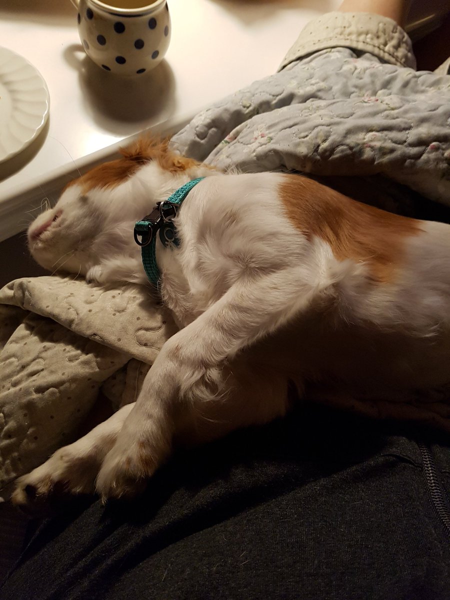 Election-night on TV is boring, I think 😴 Love from Esther