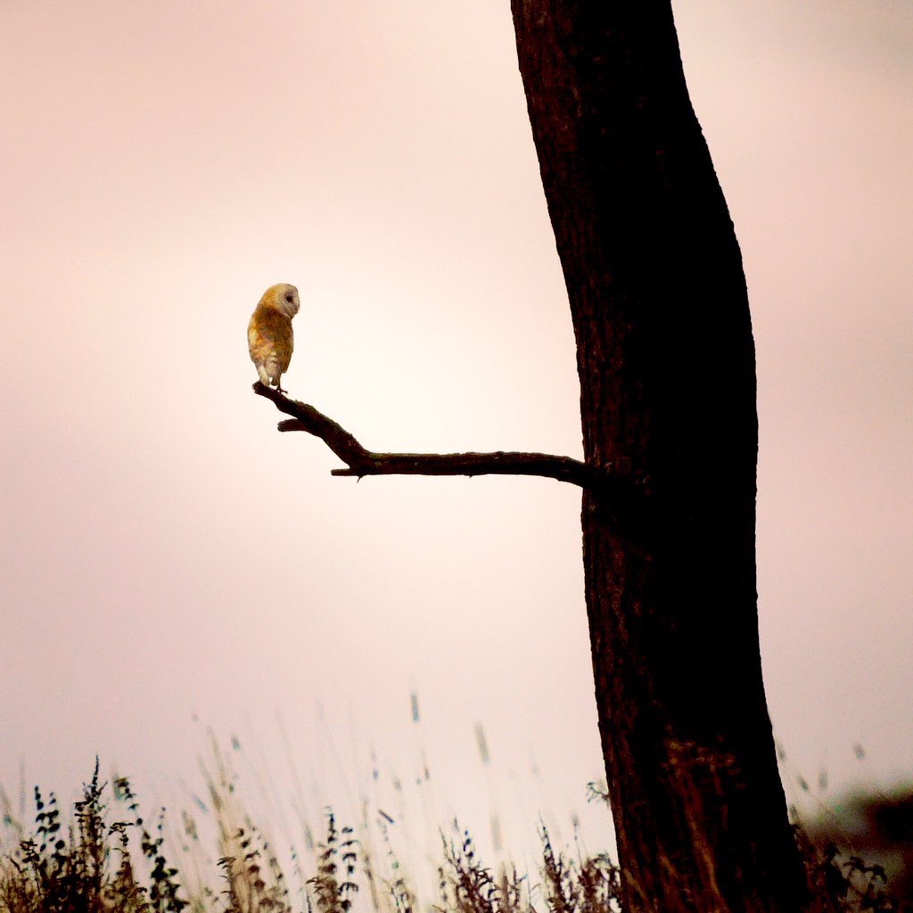 The Five Turrets (@thefiveturrets) on Twitter photo We’ve now got a lot of availability this month, thanks to latest lockdowns. 
We’re still recommended by Cosmopolitan and The Times. It’s still an extraordinary place to stay. 
Here’s a little something from the neighbourhood: the local barn owl. 
#holiday #staycation #scotland We’ve now got a lot of availability this month, thanks to latest lockdowns. 
We’re still recommended by Cosmopolitan and The Times. It’s still an extraordinary place to stay. 
Here’s a little something from the neighbourhood: the local barn owl. 
#holiday #staycation #scotland