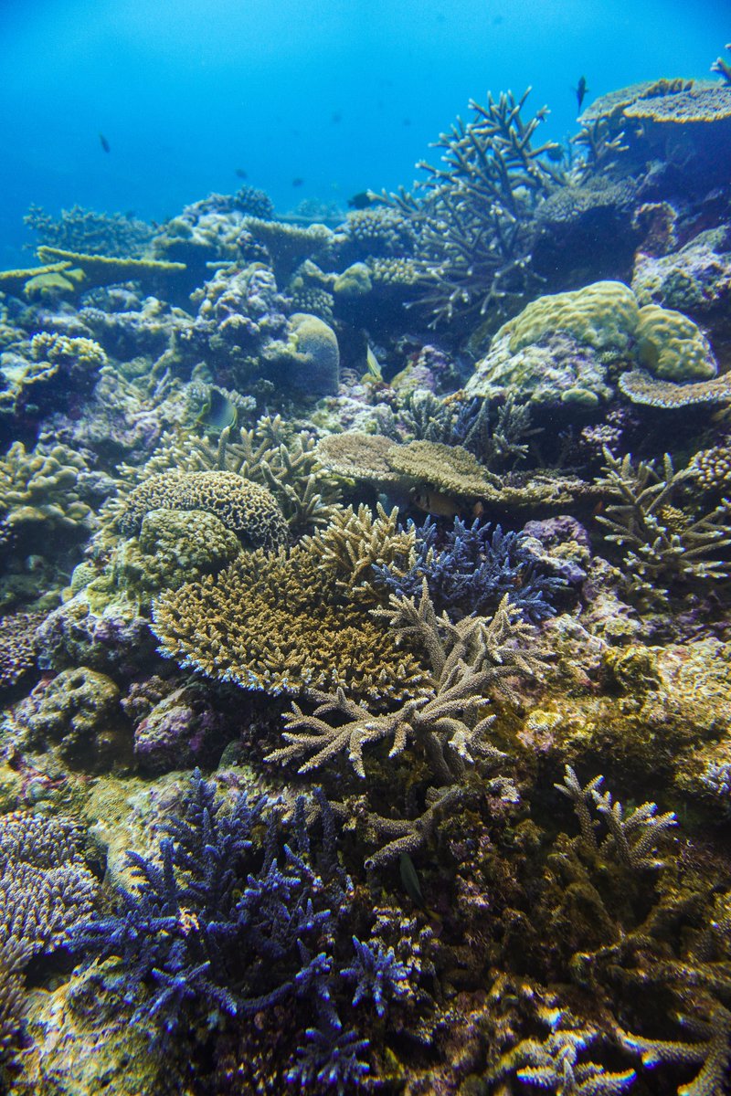 sawsharkman's tweet photo. This is going to be a stressful day for lots of people, so here's some positivity: there are still beautiful, healthy #coral reefs to be found, and we can do things to stop them from disappearing (here from #Vanuatu). Can't wait to get to see them again @vanuatumoments https://t.co/iepTygaB8p