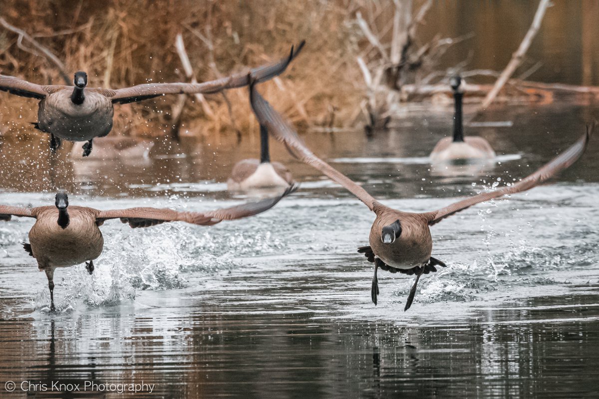 ChrisKnoxPhotog's tweet photo. Taking off with some Canada geese.
Nawautin Nature Sanctuary
Grafton, Ontario
#wildlife #nature #photography #ShareYourWeather #ExploreCanda
@weathernetwork @ThePhotoHour @DucksUnlimited @CanGeo https://t.co/e6Dt96AL9v
