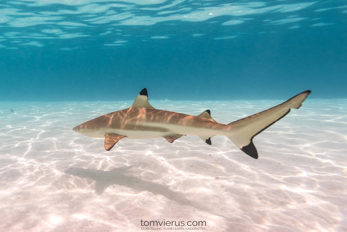 This fashionista, Victoria Beckham, is nodding to blacktip reef sharks (Carcharhinus melanopterus) in this ensemble. A wide-ranging species, they are commonly found in tropical and subtropical waters of the Indo-Pacific.: Tom Vierus