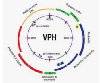 El virus del VPH puede inducir cáncer por un mecanismo directo, mediante la integración de un genoma viral en el ADN de la célula, o a través de un mecanismo indirecto, incidiendo sobre el crecimiento celular en una población previamente transformada o alterada genéticamente.