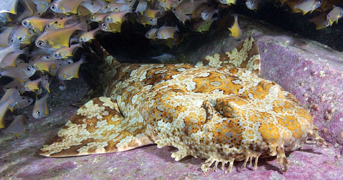 Perhaps Scarlett Johansson took some notes from the ornate wobbegong (Orectolobus ornatus) for this outfit. A nocturnal hunter, it prefers bays and shallow reefs in the western Pacific Ocean (primarily around AU).: Andy Murch