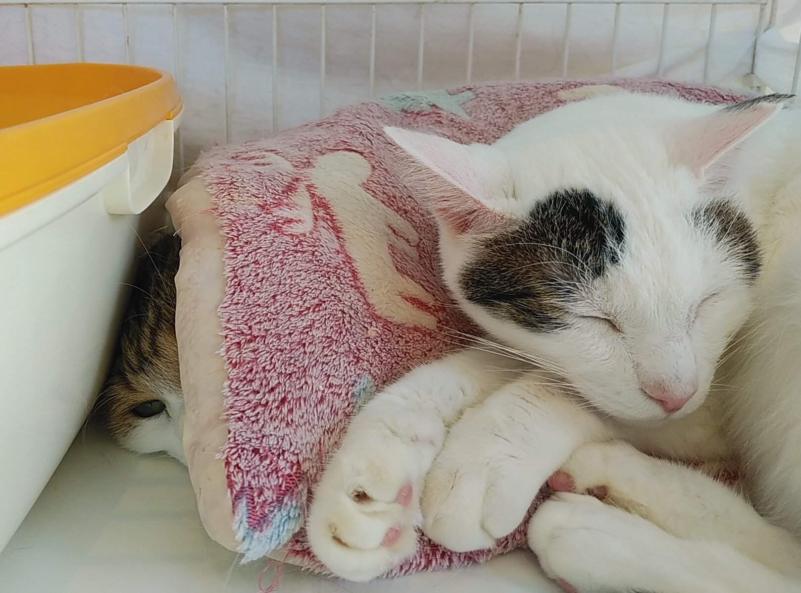 威嚇ねこ Twitter Search Twitter