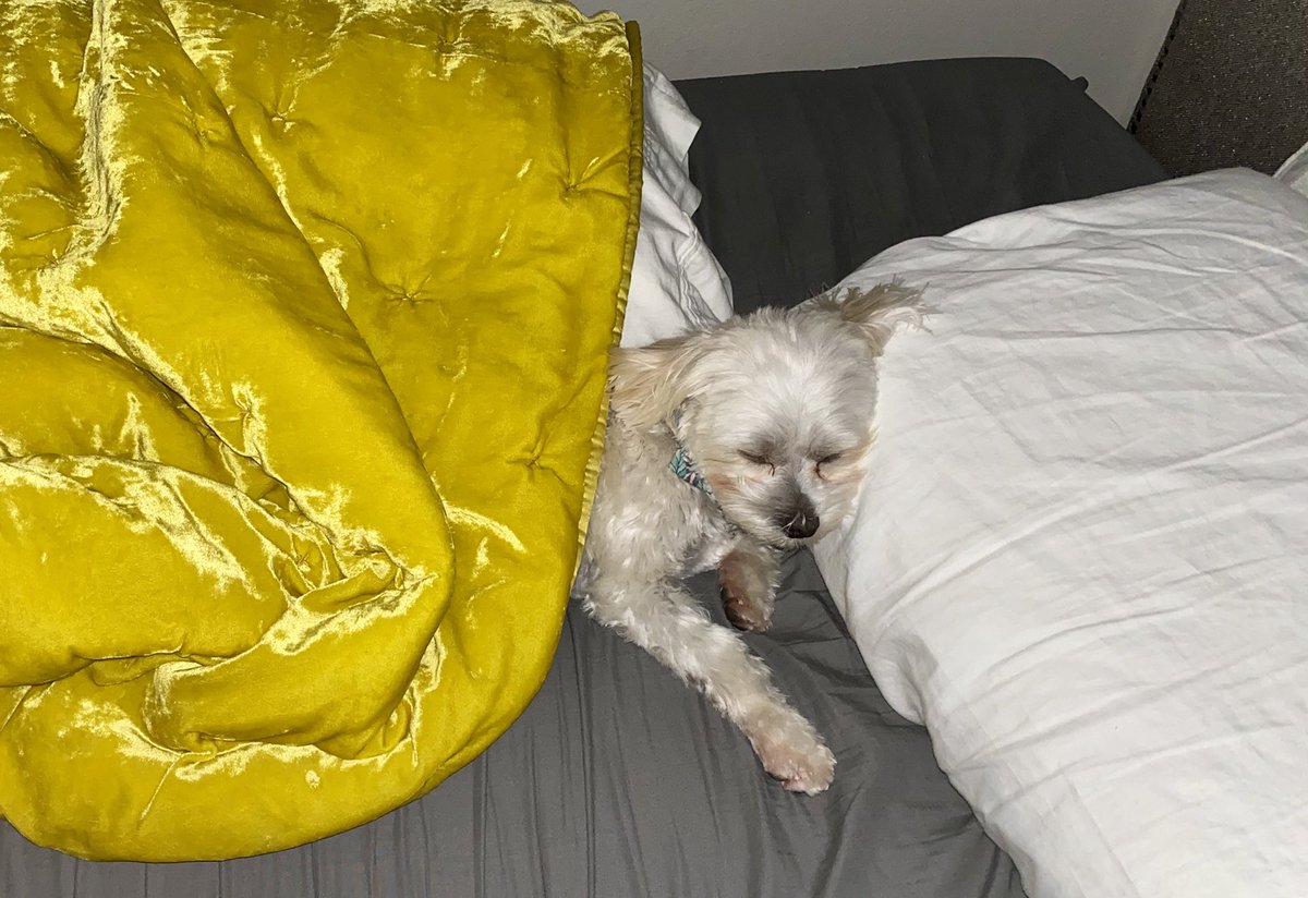 EmmaKMV9's tweet photo. Need some wholesome content rn? My dog literally tucked himself into bed—straight up got under the covers and laid his head down on the pillow😪💛 https://t.co/s4HSlySBdC