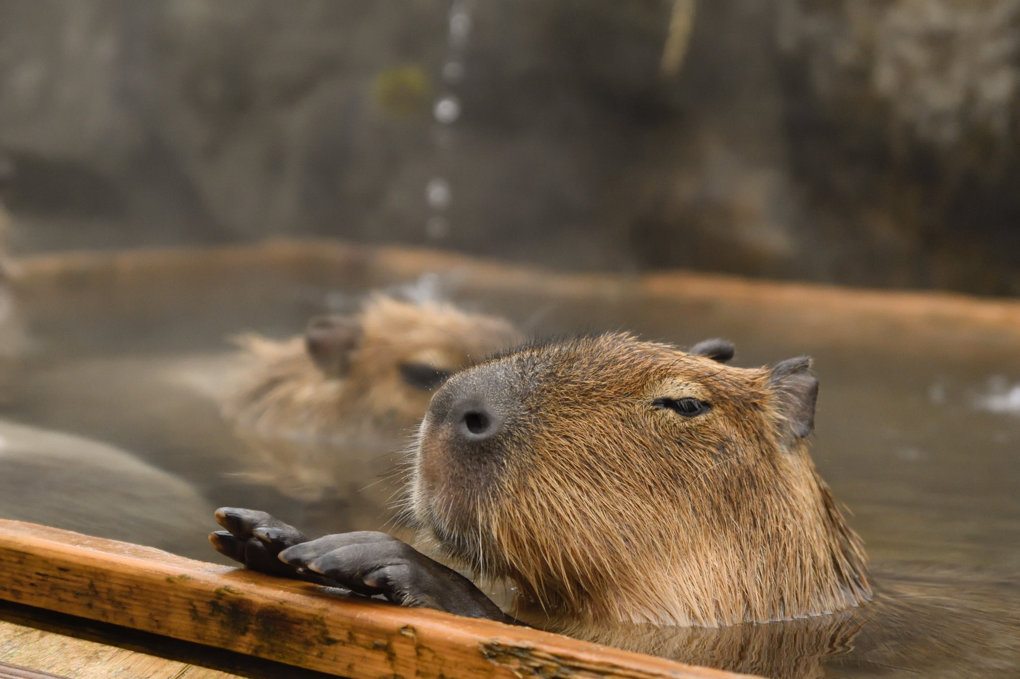 ট ইট র Blue Ball Satoshi カピバラのコブ君 今日もいい湯だな カピバラ 温泉 動物好きな人と繋がりたい 動物好き 動物園 水族館 栃木県 那須 那須高原 那須どうぶつ王国 T Co Xvlxnl6vfz ট ইট র