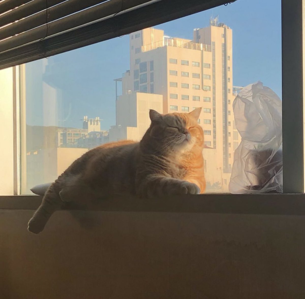 ˚· 𝙗𝙤𝙤 ✿ tweet media
