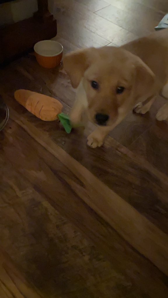 MichelleFalling's tweet photo. I vote for Duke Falling 🐶. Good thing he’s cute..... https://t.co/VE3eadwYB1