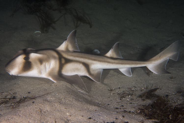 Olivia Culpo looking a lil bit like a Port Jackson shark (Heterodontus portusjacksoni). A type of bullhead shark of the family Heterodontidae they are named after Port Jackson Harbour in Sydney... where you see a lot of them!: Museums Victoria Collections