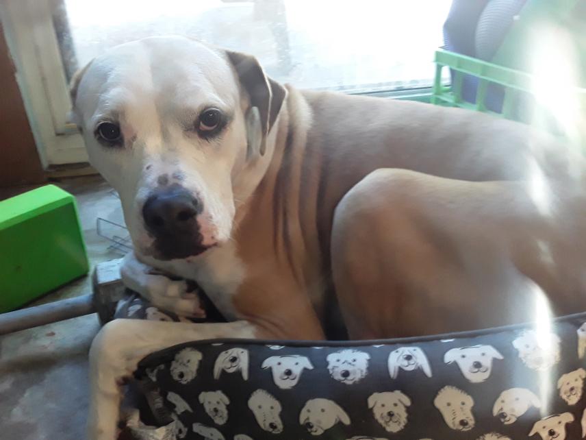 wonderyears's tweet photo. I don't have any news and these aren't even new pictures but anyways I can't think of a single person who isn't stressed right now. These dogs are the best https://t.co/BkvY9hTc2W