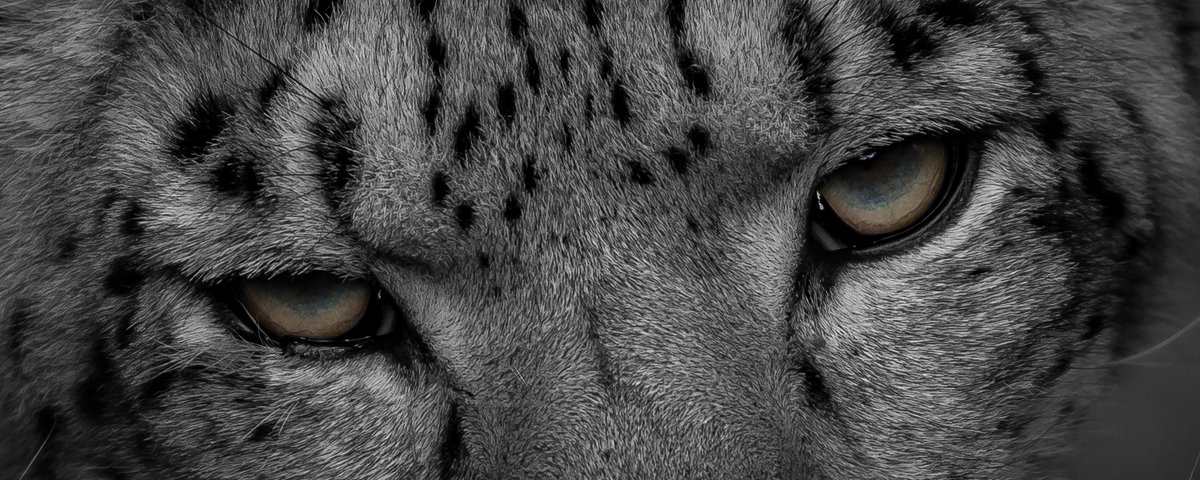 ComoZoo's tweet photo. Another moment of #ComoCalm. Look into the eyes and brrreeathhh.
π·: Jackie Scherer Photography https://t.co/HUJRRnCyXD