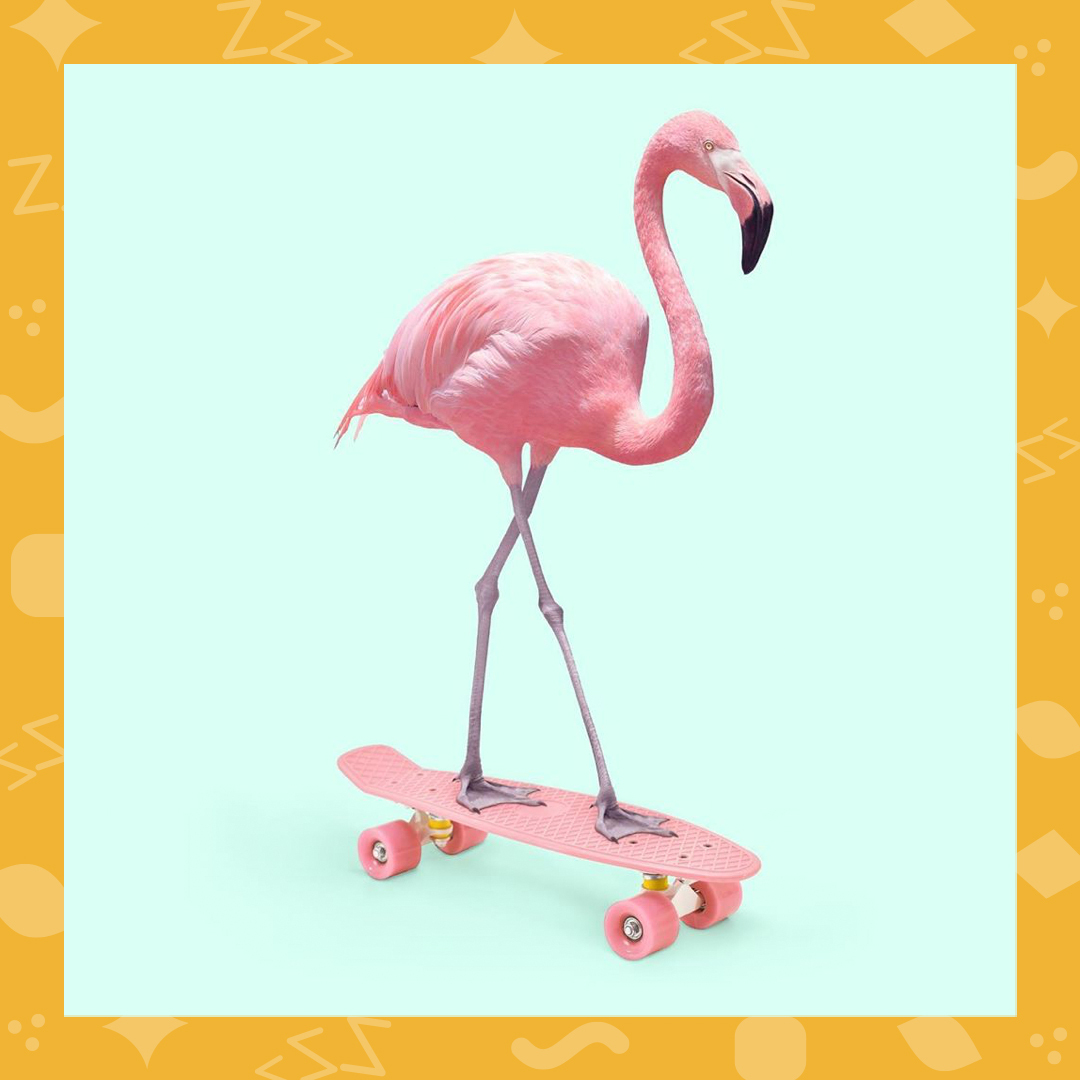 SimmonsCanada's tweet photo. Why is this flamingo on a skateboard? Just for #funzzzs of course! 

Credit @paulfuentes_design

*
*
*
Pourquoi un flamant rose sur une planche à roulettes? Juste pour le #funzzz, voyons!

Crédit
@paulfuentes_design https://t.co/3r3I60Nja7