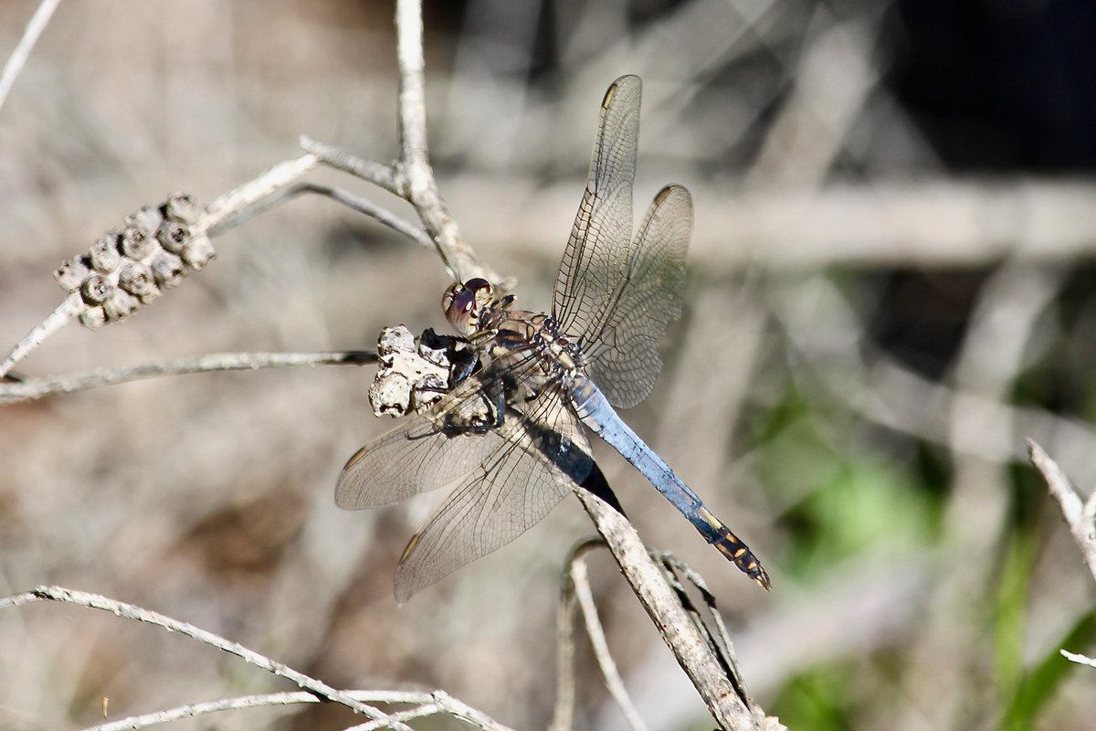 RossMannell's tweet photo. November 2 - Bondi Lake in Bournda National Park - Orthetrum caledonicum (Blue Skimmer) male. The female photo was shared earlier. https://t.co/MgWmteWhUl