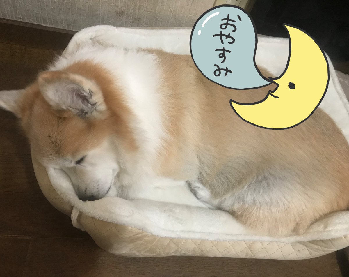 普段人間の寝床を占拠してるのだが、さすがに寒いのかな?? 