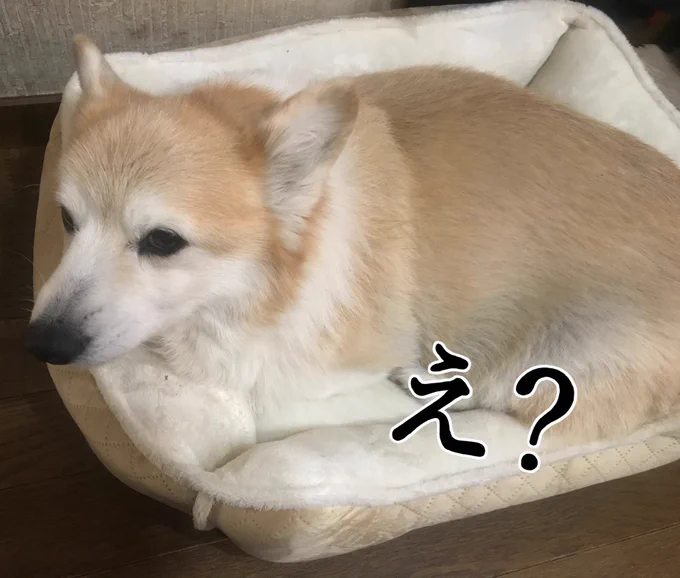 普段人間の寝床を占拠してるのだが、さすがに寒いのかな?? 