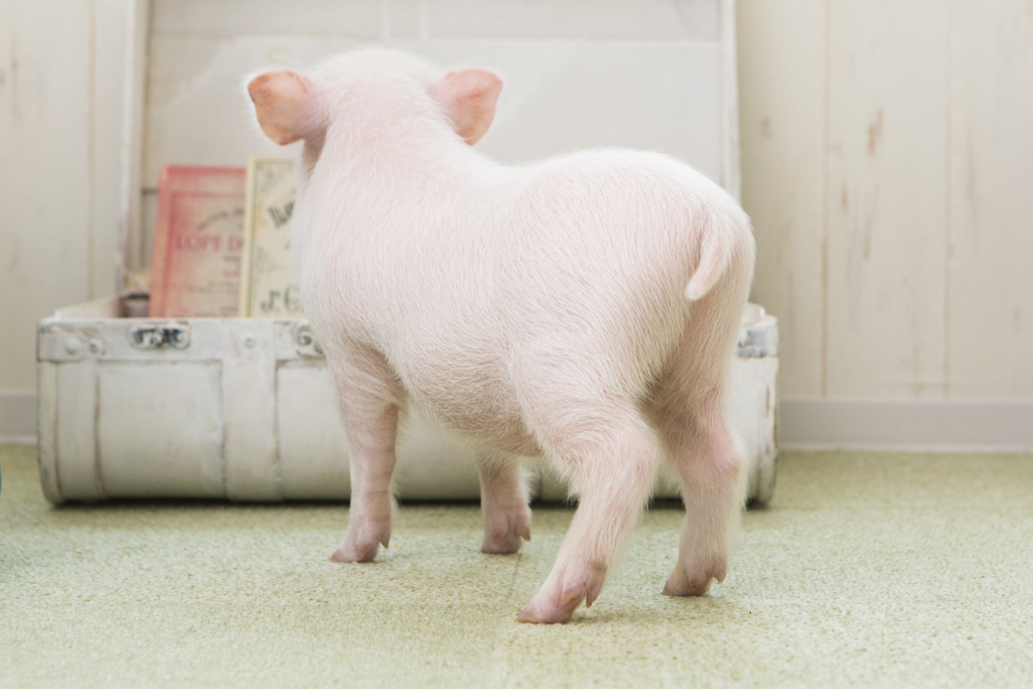Scarlett Scarlettpiggy Twitter