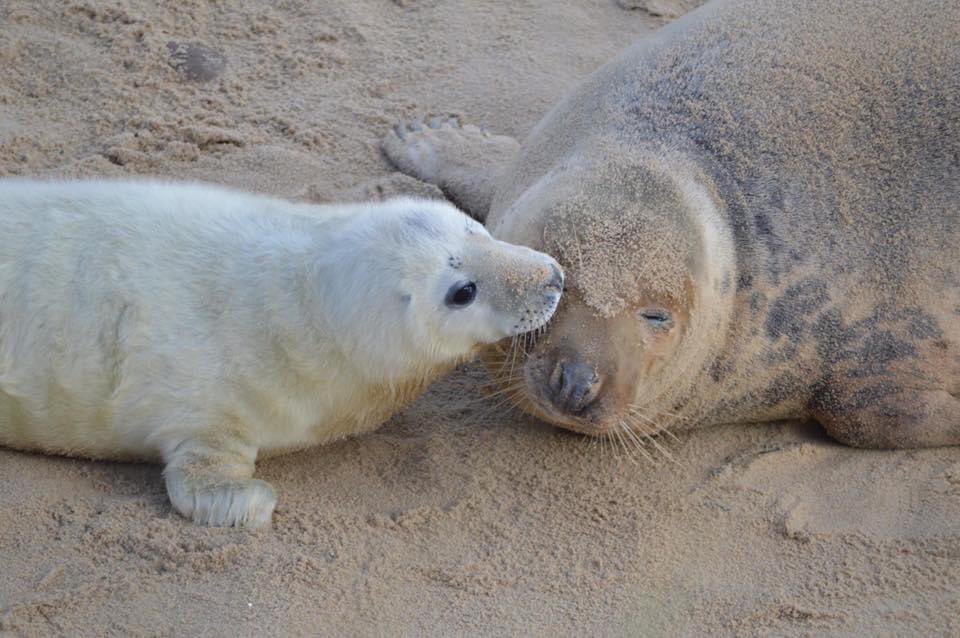 It’s officially Grey Pupping Season, Horsey and Blakeney have their first pups of the season.
Please remember when visiting the Colony to stick to the viewing areas, disturbing a mother and her pup can lead to abandonment.
Be respectful at all times.