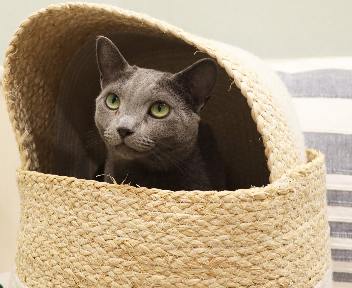 猫カフェ リプミィ おはようございます 営業時間 13 00 18 00 最終入店17 30 ご来店の際は当サイトをご一読ください 皆様のお越しをお待ちしております 猫カフェ 猫カフェリプミィ リプミィ 足立区 北千住 猫 Catstagram Catcafe 猫カフェ リプミィ おはようございます 営業時間 13 00 18 00 最終入店17 30 ご来店の際は当サイトをご一読ください 皆様のお越しをお待ちしております 猫カフェ 猫カフェリプミィ リプミィ 足立区 北千住 猫 Catstagram Catcafe