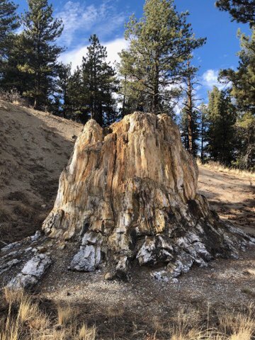 PeakBaggerQ's tweet photo. Needed a break from the noise today — Tracy Hill, high point of the #FlorissantFossilBeds National Monument. Checked out the petrified redwood tree stumps. #PeakBagging #HighPointing @FlorissantNPS https://t.co/1pg0ub9Hnb