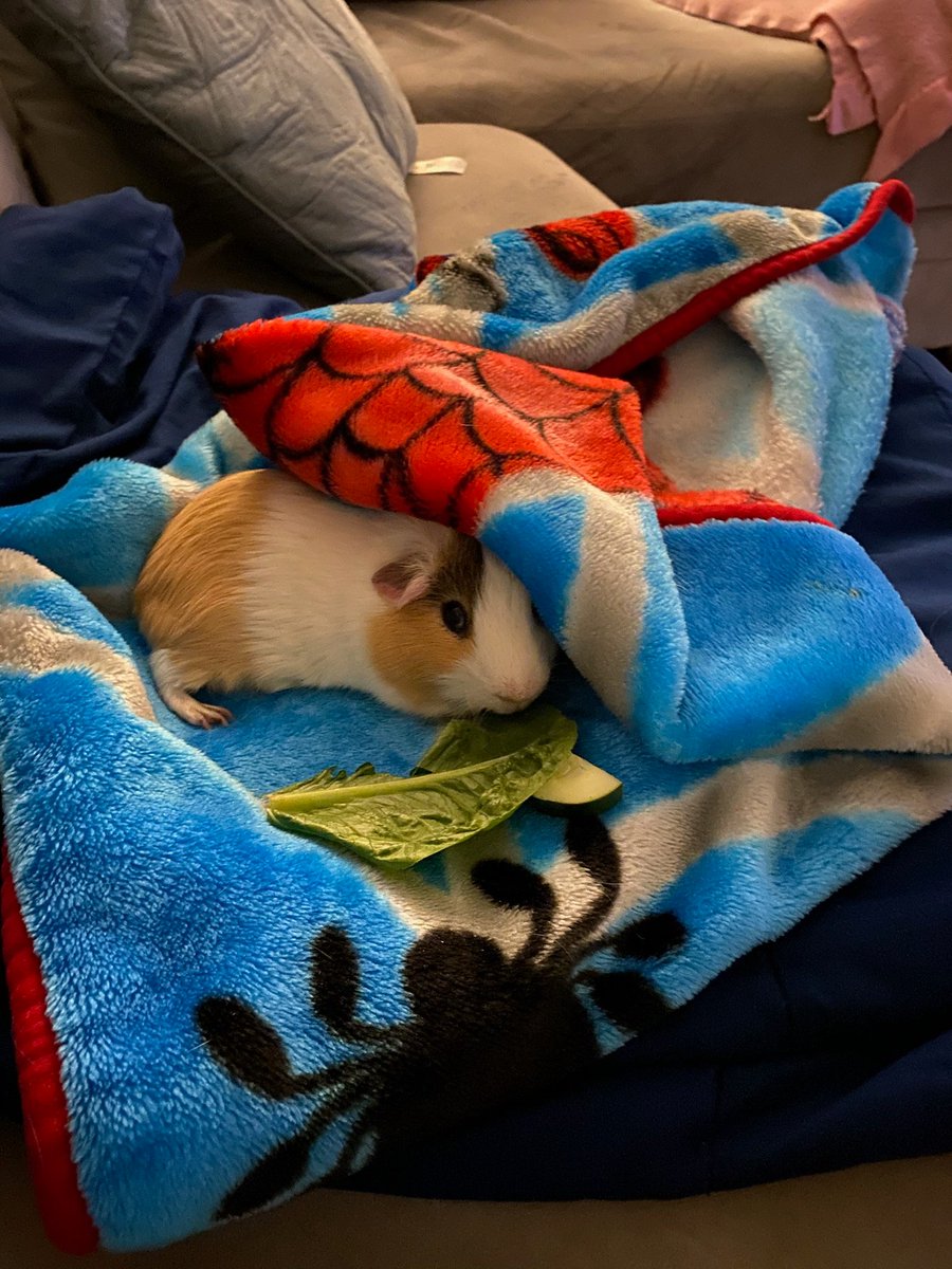 dadlook's tweet photo. Look who's back from "guinea surgery"?
#NothingToDoWithTheElection https://t.co/PWQsWRY2D1