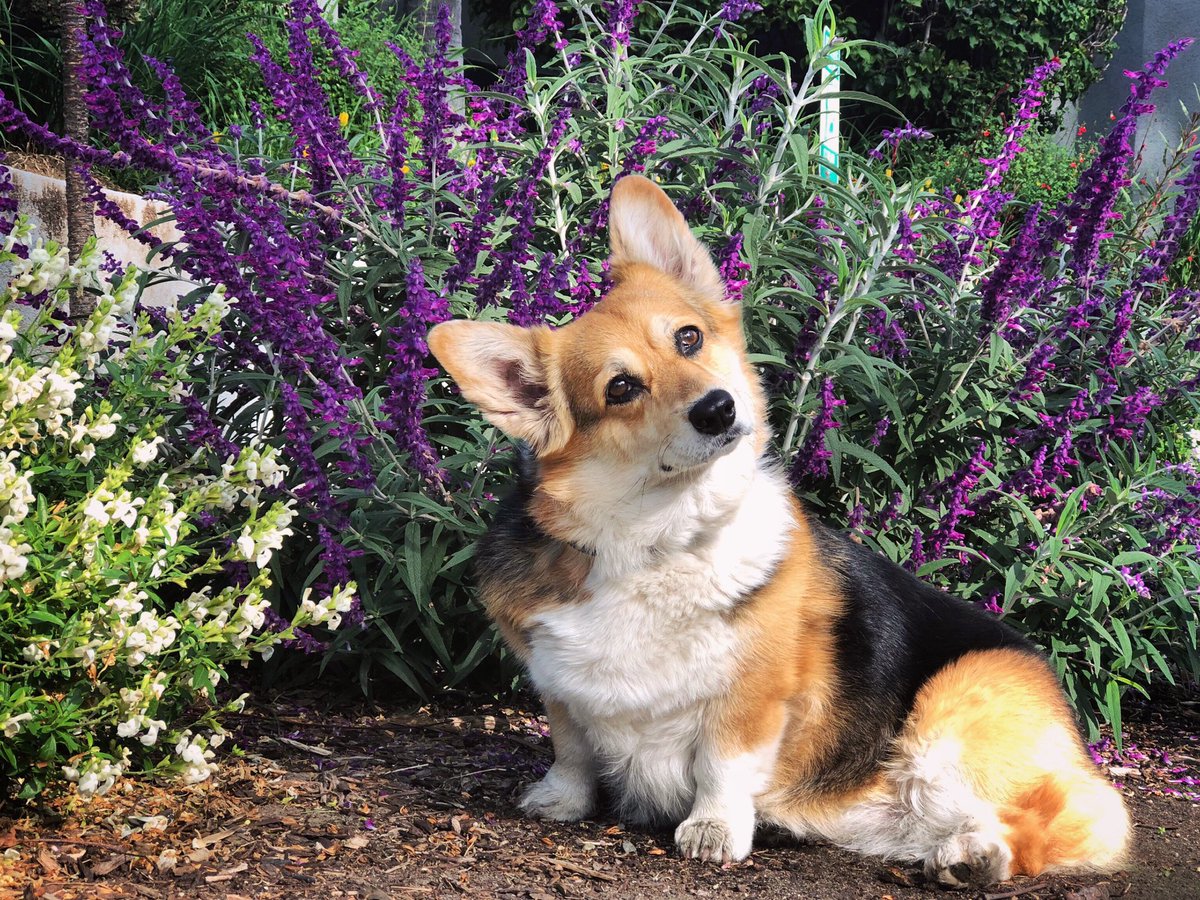 Who’s about ready for some more corgis in flowers? 💜🌸
#IHateWaiting #ElectionNight #NervousTime #DemocracyAtStake