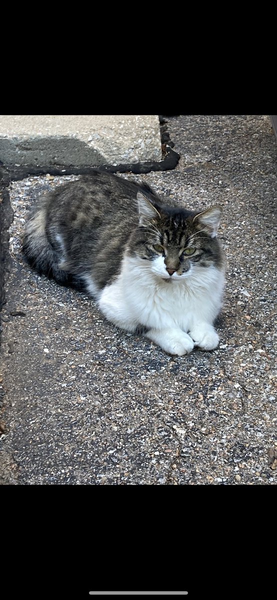 Here’s a pic of my stray cat.. calling her a her but hell it could be a him.. either way I like it! What should I name him/her ?