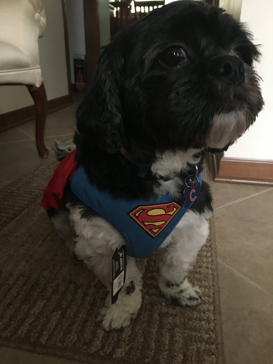 amygladis's tweet photo. Stop 🛑 
Take a break from the election tweets and look at my dog as superman
•
•
Okay, you can continue ✅ https://t.co/3u5uLxi2mC