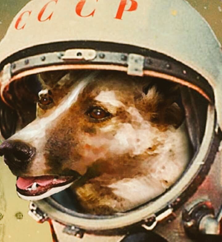 botaspuesta's tweet photo. 63 años atrás #Laika fue lanzada al espacio, murió 6 horas después, sola, probablemente aterrada. Un avance para la ciencia pero, se justifica su muerte solo por que no es humano? Para mi no. 💔😢 https://t.co/8oOniQ01ww
