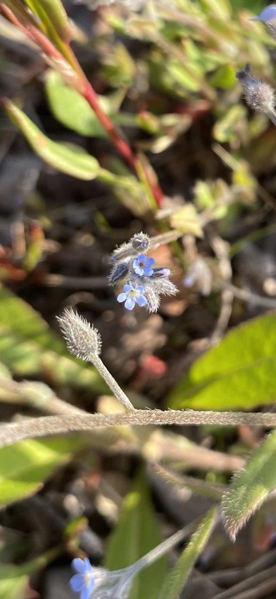 ビリー 園芸部 ノハラムラサキ ワスレナグサの仲間 小さなワスレナグサ ざっくり 花言葉はワスレナグサの花言葉をそのまま転用して 私を忘れないで ビリー 園芸部 ノハラムラサキ ワスレナグサの仲間 小さなワスレナグサ ざっくり 花言葉はワスレナグサの花言葉をそのまま転用して 私を忘れないで