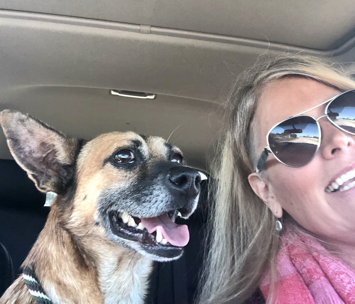 JW_Writer4Hire's tweet photo. Buddy voted to  leave a Georgia shelter today. I was his Uber freedom ride to Loveable Paws rescue in SC.  5-star passenger! https://t.co/jXHAqmjhCw