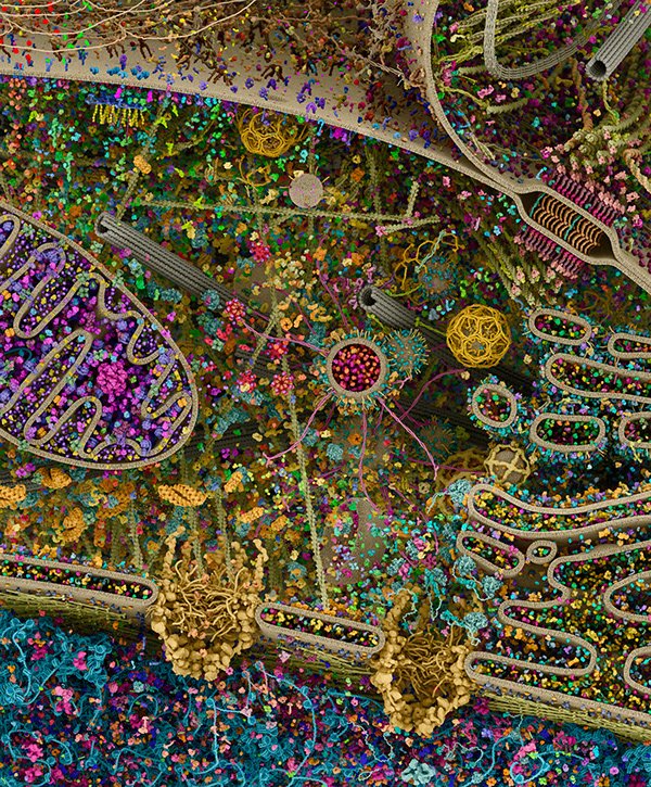 Non, ce n'est pas un papier d'emballage de Noël dessiné sous acides par Ernst Haeckel, c'est une cellule humaine dont l'image est obtenue par divers instruments puis méchamment reconstruite en 3D et mise en couleurs. 
C'est bien le bazar, surtout.
angstrom3d.com/cst-molecular-…