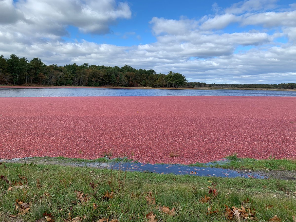 WarehamWater's tweet image. Wareham beauty shot.
