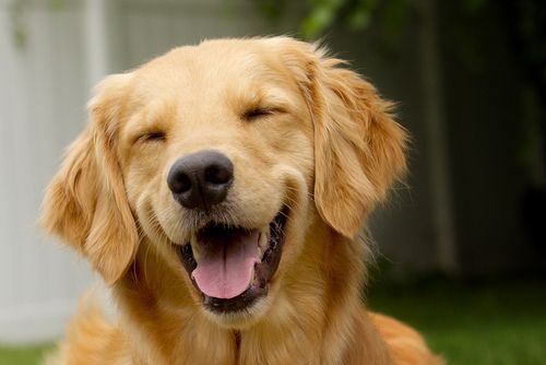 dmkeller13's tweet photo. Hope this smiling pup makes this election a little easier for you to get through https://t.co/kTqiKCVZbF