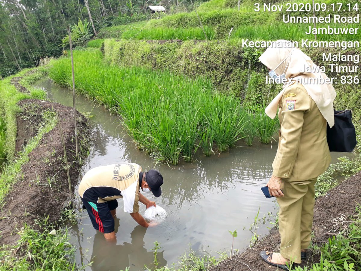 Perikanankabmlg's tweet photo. 3/11 Kabid Pengelolaan Pembudidayaan Ikan melakukan Serah Terima Paket Budidaya Mina Padi &amp; Penebaran Benih Ikan Nila kepada kelompok Mekar Tani di Desa jambuwer Kec.Kromengan. penyerahan paket di dampingi dari Kasi PPI, Penyuluh perikanan wilayah kec.Kromengan dan Kades Jambuwer https://t.co/mI0RUE68m9