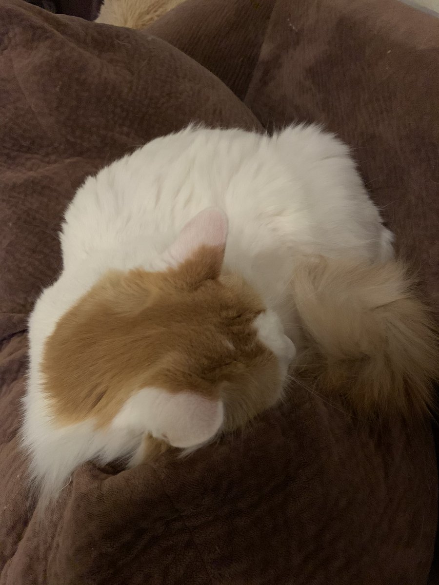 Cat resting on couch.