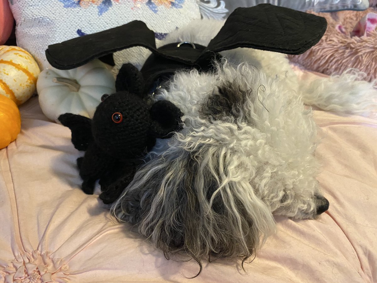 support_unicorn's tweet image. Oh hai! Did you know this floofer has her own instagram?? Find fluffy cuteness at Instagram.com/brigitbutton