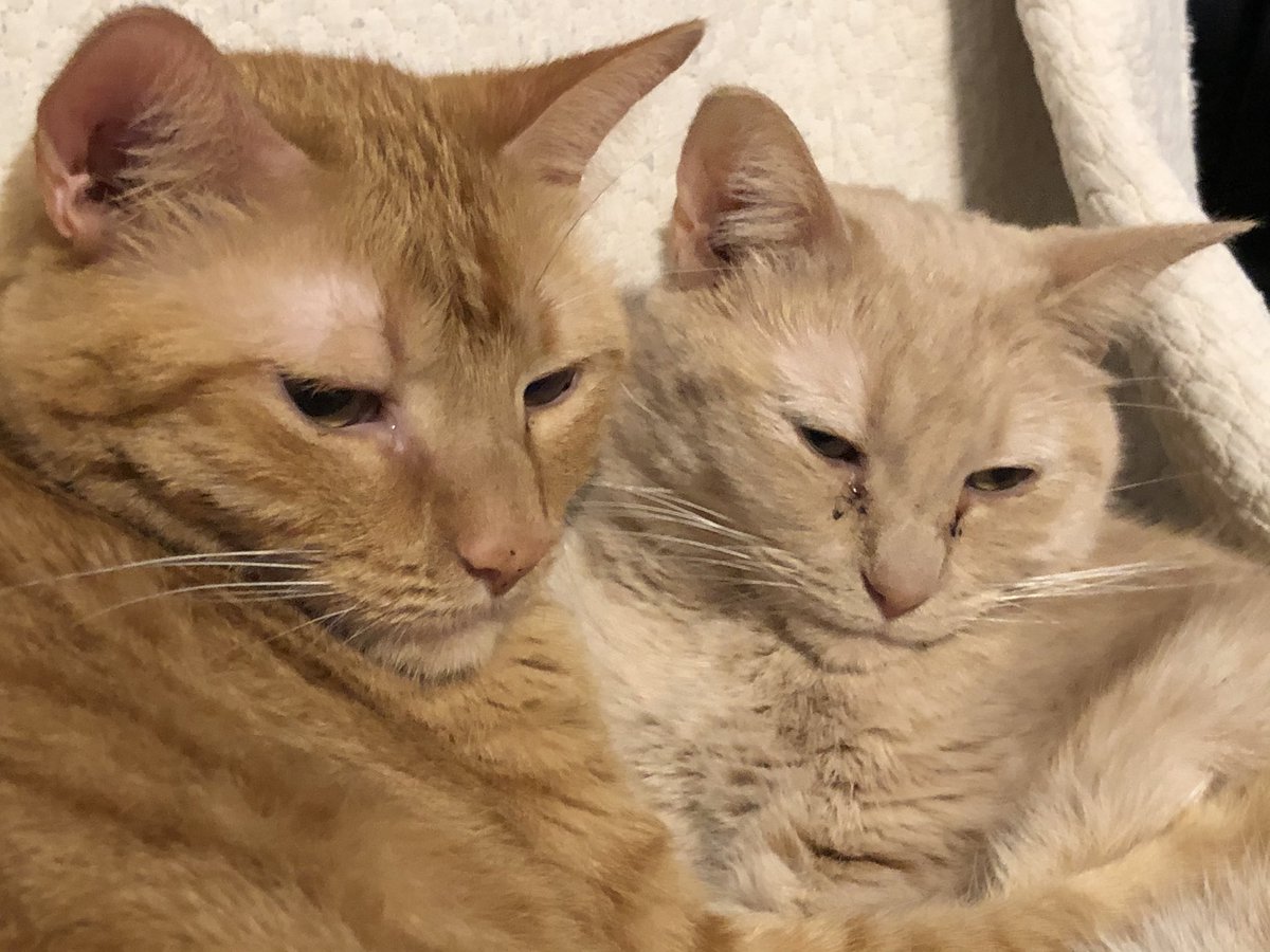 211Cats's tweet photo. @CatFanatic9 @rexthetvterrier Twinsies! https://t.co/OBQ3Pk2cea