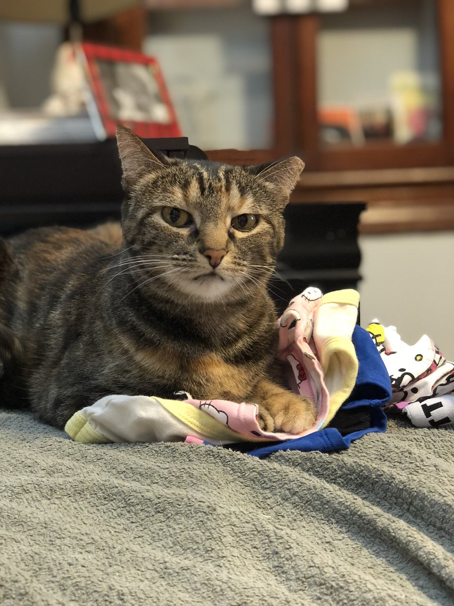 211Cats's tweet photo. @CatFanatic9 Ainsley (aka the Twitter account holder, only one smart enough to tweet &amp; super opinionated) https://t.co/ymilhyZMmN