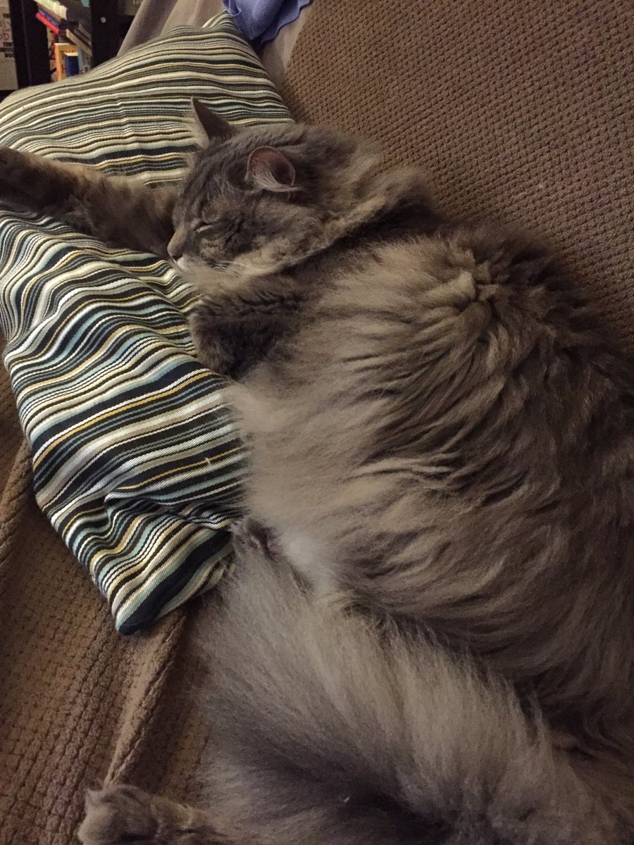 tanager's tweet photo. @rejectedjokes Sharing an extremely fluffy and relaxed cat if it helps https://t.co/nLLRgC9G9J