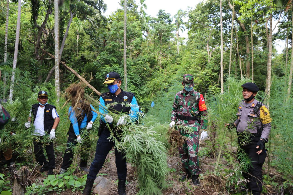 INFOBNN's tweet photo. BNN Temukan 5 Hektar Ladang Ganja Siap Panen Di ACEH Utara https://t.co/bitpYrMB7j https://t.co/7iSIIUZYjw