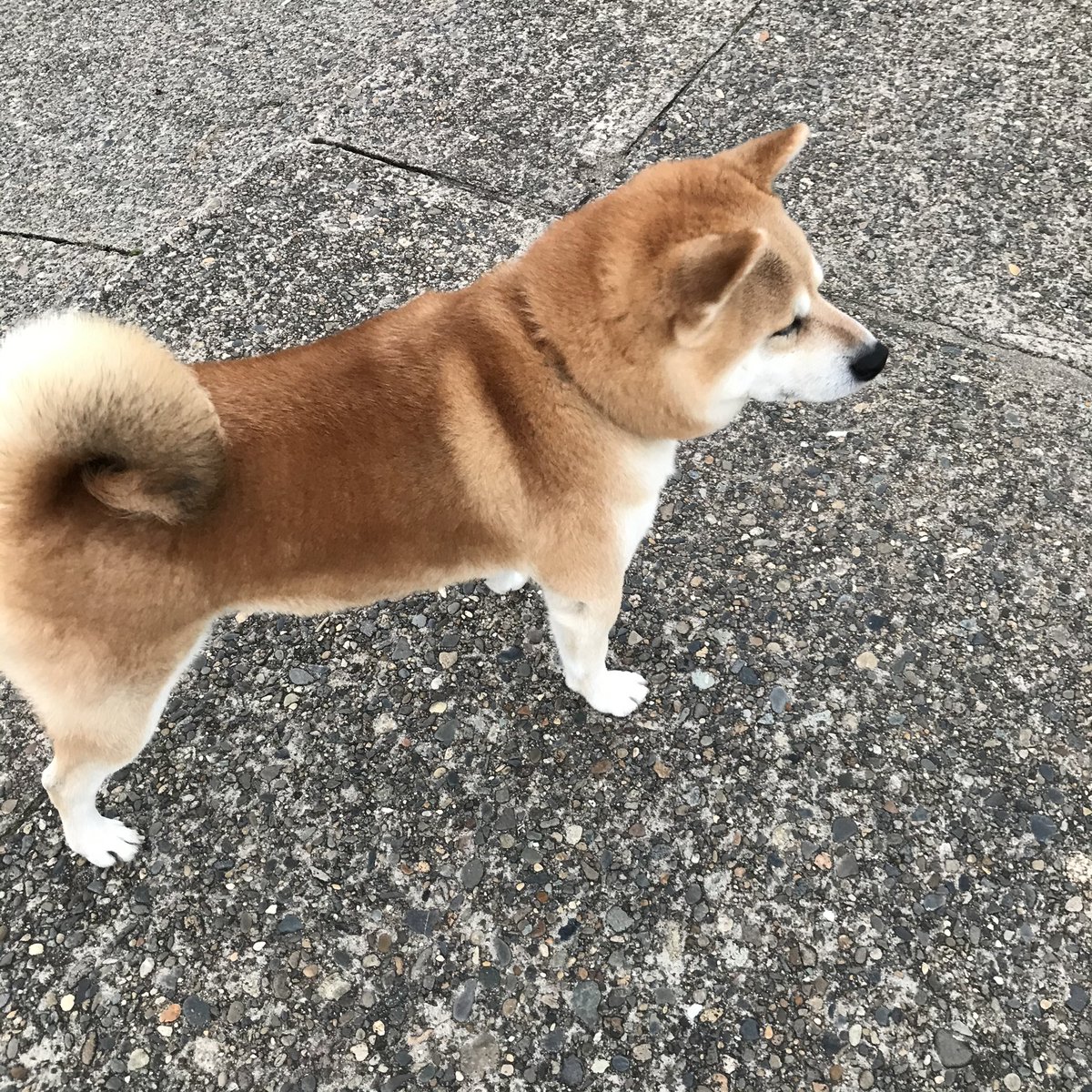 Shi Ba シーバ 犬びより ふぅ 犬の日 犬の日ってうるさいなぁ い いいじゃーん 君たちを愛でる大義名分なんだよー Shi Ba 雑誌シーバ 柴犬 しばいぬ シバイヌ Shiba Shibainu 日本犬専門誌 日本犬 にほんけん ニホンケン