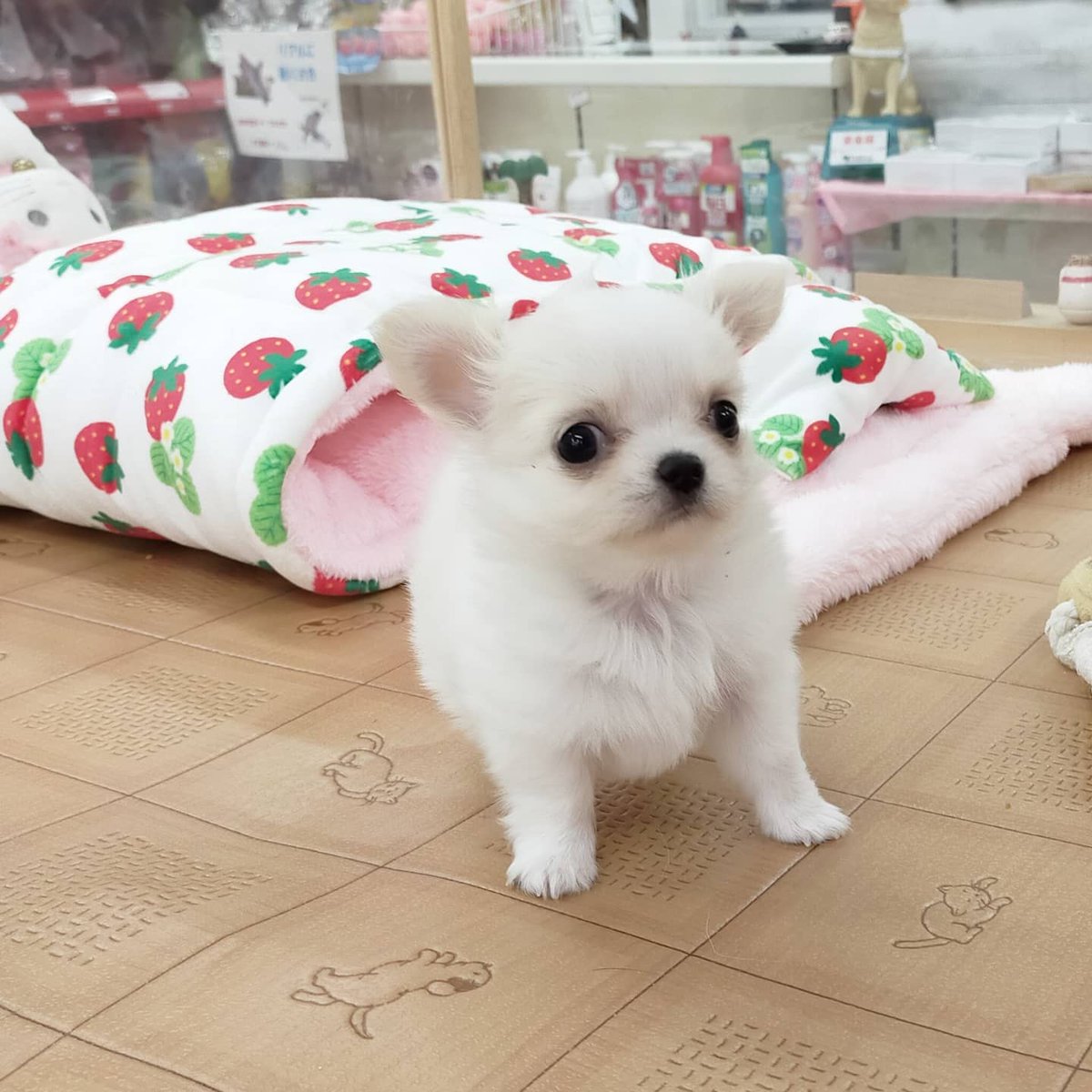 メリリー 可愛いチワワがきましたよ 飼い主様募集中です ろんぐちわわ Chihuahua メリリー 池袋 奇瓦瓦 ロングチワワ ちわわ 可愛い ちわわ ロングコートチワワ ろんちー ペット チワワ部 Chihuahuacute チワワラブ チワワブリーダー メリリー 可愛いチワワがきましたよ 飼い主様募集中です ろんぐちわわ Chihuahua メリリー 池袋 奇瓦瓦 ロングチワワ ちわわ 可愛い ちわわ ロングコートチワワ ろんちー ペット チワワ部 Chihuahuacute チワワラブ チワワブリーダー